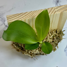 Load image into Gallery viewer, Bloomify Live Phalaenopsis KS Super Zebra ‘Golden Zebra’ – Striking Golden-Yellow Striped Orchid, Easy to Grow &amp; Exceptionally Showy
