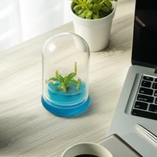 Load image into Gallery viewer, Miniature Pitcher Plant Terrarium, Nepenthes Tobaica, Hairy Pitfall Traps, Carnivorous Species
