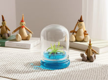 Load image into Gallery viewer, Miniature Pitcher Plant Terrarium, Nepenthes Tobaica, Hairy Pitfall Traps, Carnivorous Species
