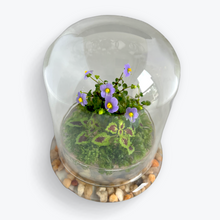 Load image into Gallery viewer, Bloomify Glass Dome – 5.7 x 5.7 x 6.7 Inches – Premium Anti-Fog Glass Cloche Bell Jar with Base – Perfect for Home Decor, Tabletop Display, and Terrarium – Stunning Decoration (No Plants) - Orchid Gene
