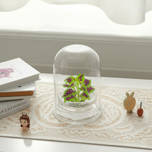 Load image into Gallery viewer, Coleus (Inky fingers), Floral Terrarium, Great Ornamental Live Plant
