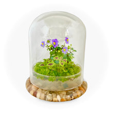 Load image into Gallery viewer, Bloomify Glass Dome – 5.7 x 5.7 x 6.7 Inches – Premium Anti-Fog Glass Cloche Bell Jar with Base – Perfect for Home Decor, Tabletop Display, and Terrarium – Stunning Decoration (No Plants) - Orchid Gene
