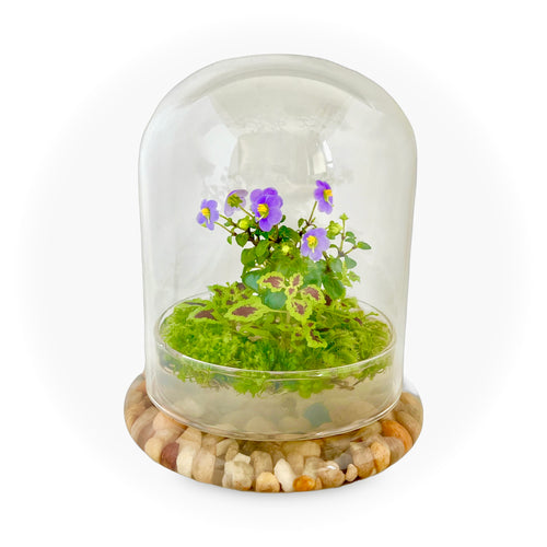 Bloomify Glass Dome – 5.7 x 5.7 x 6.7 Inches – Premium Anti-Fog Glass Cloche Bell Jar with Base – Perfect for Home Decor, Tabletop Display, and Terrarium – Stunning Decoration (No Plants) - Orchid Gene