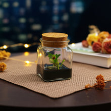 Load image into Gallery viewer, Live Miniature Orchid Terrarium, Haraella Retrocalla, Rear Facing Lip Spur Haraella, Black Gel
