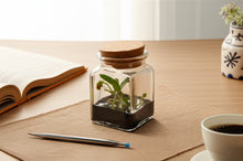 Load image into Gallery viewer, Live Miniature Orchid Terrarium, Haraella Retrocalla, Rear Facing Lip Spur Haraella, Black Gel
