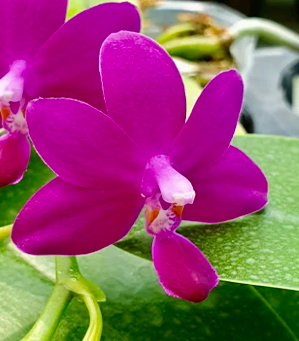 Flowering-size, Phalaenopsis Bellina Sapphire's Galah (Purple Martin x violacea indigo) - Orchid Gene