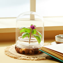 Load image into Gallery viewer, Live Celosia Flower Terrarium, Zero Care, Great for Work, Home, Unique Gift! Long Lasting
