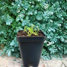 Load image into Gallery viewer, Bloomify Live Cape Sundew, Drosera capensis – Gnat-Eating Carnivorous Plant with Pot, Easy Indoor Grow Kit for Beginners &amp; Nature Enthusiasts
