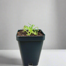 Load image into Gallery viewer, Bloomify Live Cape Sundew, Drosera capensis – Gnat-Eating Carnivorous Plant with Pot, Easy Indoor Grow Kit for Beginners &amp; Nature Enthusiasts
