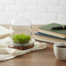 Load image into Gallery viewer, Self-Growing Moss Terrarium – Sundew Carnivorous Plants Live – No Maintenance Terrarium – Long-Lasting Plants Live - Ecosystem Terrarium
