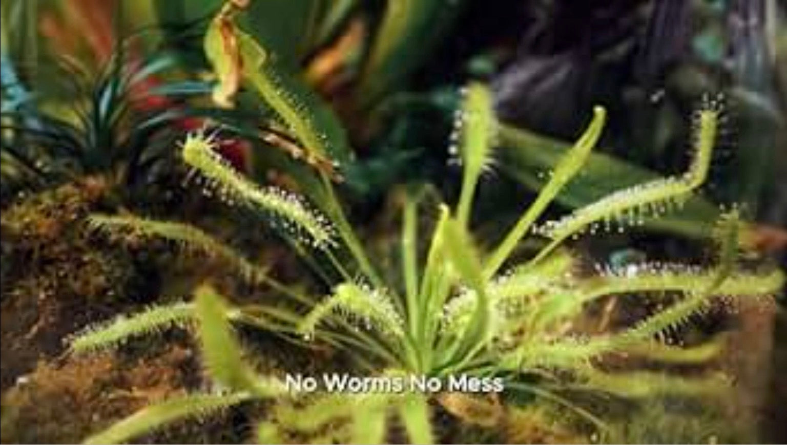 Bloomify Plant Food Carnivorous Plant Synthetic Fertilizer, 2.5 oz