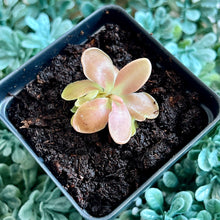 Load image into Gallery viewer, Bloomify Live Pinguicula &quot;Fumiko&quot; – Rare Mexican Butterwort Hybrid with Rosy-Lavender Leaves, Carnivorous &amp; Compact, Easy to Grow
