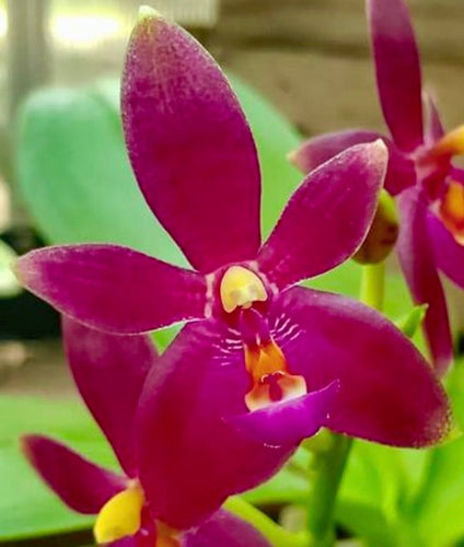 Flowering-size, Phalaenopsis Valentinii (cornu-cervifma. chattaladae x violacea indigo 'Red' - Orchid Gene