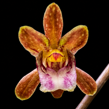 Load image into Gallery viewer, Oeceoclades roseovariegata – Orchid with Pink &amp; Silver Patterned Foliage
