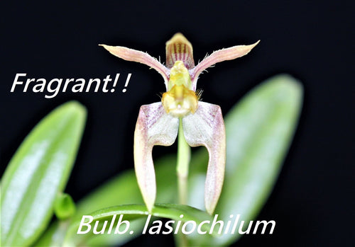 Flowering size - Bulbophyllum lasiochilum (30 DAYS Healthy Plant Guarantee) - Orchid Gene