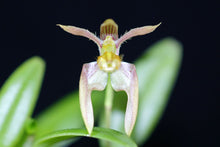 Load image into Gallery viewer, Flowering size - Bulbophyllum lasiochilum (30 DAYS Healthy Plant Guarantee)

