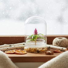 Load image into Gallery viewer, Live Celosia Terrarium, Cockscomb, Zero Care, Always Blooming, Great for Work and Home
