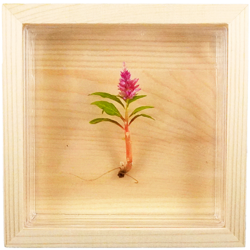 Bloomify Live Eternal Celosia , Mini feather-like plant , Zero care , 4’’ Square Wall Décor , Great for work and home , Perfect for Busy Professionals - Orchid Gene