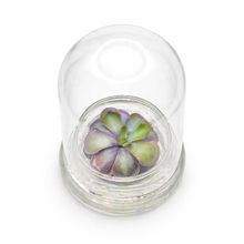 Load image into Gallery viewer, Bloomify Live Pinguicula cyclosecta (Violet-Rosette Mexican Butterwort) in Glass Dome – Zero-Care Carnivorous Plant Terrarium, Enchanting Miniature for Plant Enthusiasts
