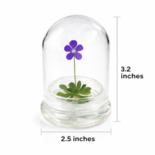 Load image into Gallery viewer, Bloomify Live Pinguicula cyclosecta (Violet-Rosette Mexican Butterwort) in Glass Dome – Zero-Care Carnivorous Plant Terrarium, Enchanting Miniature for Plant Enthusiasts
