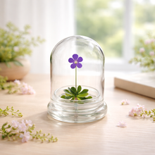 Load image into Gallery viewer, Bloomify Live Pinguicula cyclosecta (Violet-Rosette Mexican Butterwort) in Glass Dome – Zero-Care Carnivorous Plant Terrarium, Enchanting Miniature for Plant Enthusiasts
