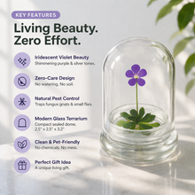 Load image into Gallery viewer, Bloomify Live Pinguicula cyclosecta (Violet-Rosette Mexican Butterwort) in Glass Dome – Zero-Care Carnivorous Plant Terrarium, Enchanting Miniature for Plant Enthusiasts

