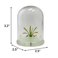 Load image into Gallery viewer, Bloomify Live Drosera Capensis Cape Sundew in glass terrarium (2.5&quot; x 2.5&quot; x 3.2&quot;) – Maintenance-Free Carnivorous Plant, Natural Fungus Gnat, Pet-Safe, Unique Carnivorous Plant Terrarium Gift for Enthusiasts, Collectors, &amp; Nature Lovers
