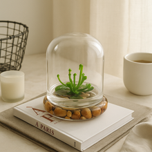 Load image into Gallery viewer, Bloomify Terrarium Cobra Lily–Carnivorous Live Pitcher Plant– Self-Growing – Zero Maintenance Terrarium Plants – Long-Lasting Carnivorous Plants Live - Ecosystem Terrarium – Darlingtonia Californica, Cobra Orchid.
