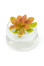 Load image into Gallery viewer, Bloomify Live Pinguicula “Fumiko” (Rosy-Lavender Mexican Butterwort Hybrid) in Glass Terrarium – Zero-Care Carnivorous Plant, Natural Gnat Control, Pet-Safe Mini Terrarium Gift for Dreamy Plant Lovers
