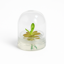 Load image into Gallery viewer, Bloomify Live Pinguicula “Fumiko” (Rosy-Lavender Mexican Butterwort Hybrid) in Glass Terrarium – Zero-Care Carnivorous Plant, Natural Gnat Control, Pet-Safe Mini Terrarium Gift for Dreamy Plant Lovers
