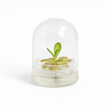 Load image into Gallery viewer, Bloomify Live Pinguicula “Fumiko” (Rosy-Lavender Mexican Butterwort Hybrid) in Glass Terrarium – Zero-Care Carnivorous Plant, Natural Gnat Control, Pet-Safe Mini Terrarium Gift for Dreamy Plant Lovers
