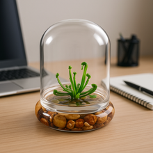 Load image into Gallery viewer, Bloomify Terrarium Cobra Lily–Carnivorous Live Pitcher Plant– Self-Growing – Zero Maintenance Terrarium Plants – Long-Lasting Carnivorous Plants Live - Ecosystem Terrarium – Darlingtonia Californica, Cobra Orchid.
