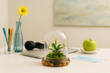 Load image into Gallery viewer, Live Pitcher Plant Terrarium, Nepenthes Tobaica with Moss, Must-have Home Décor
