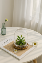 Load image into Gallery viewer, Live Pitcher Plant Terrarium, Nepenthes Tobaica with Moss, Must-have Home Décor
