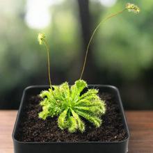Load image into Gallery viewer, Large Size Spoon-leaved Sundew Plant. 2” Diameter, Drosera Spatulata, Carnivorous Plant
