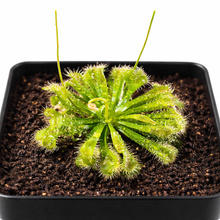 Load image into Gallery viewer, Large Size Spoon-leaved Sundew Plant. 2” Diameter, Drosera Spatulata, Carnivorous Plant
