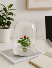 Load image into Gallery viewer, Zero Care Rose, Flower Terrarium, For Your Lovely One
