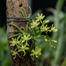 Load image into Gallery viewer, Chiloschista viridiflava, Yellow-Green Blooms,  Leafless Orchid
