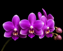 Load image into Gallery viewer, Phalaenopsis tetraspis 'Purple Gem', Vibrant Purple Blooms, Rare Miniature Orchid, Live Plant
