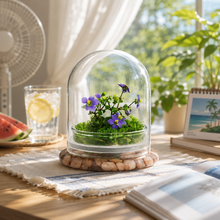 Load image into Gallery viewer, Persian Violet (Exacum Affine) with Sundew Moss, All Season Flowering, Dome Glass
