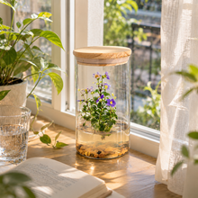 Load image into Gallery viewer, Persian Violet (Exacum Affine), Rare Violet Flower Terrarium, Anniversary Gift
