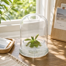 Load image into Gallery viewer, Bloomify Live Pinguicula “Fumiko” (Rosy-Lavender Mexican Butterwort Hybrid) in Glass Terrarium – Zero-Care Carnivorous Plant, Natural Gnat Control, Pet-Safe Mini Terrarium Gift for Dreamy Plant Lovers

