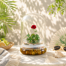 Load image into Gallery viewer, Live Rose Terrarium, Miniature Rose in Self Sustaining Glass Jar, Maintenance Free, Great Unique Gift and Home Décor, 100% Growth Guarantee
