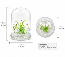 Load image into Gallery viewer, Live Drosera Capensis in glass terrarium – Maintenance-Free Carnivorous Plant, Unique Carnivorous Plant Terrarium Gift for Enthusiasts, Collectors, &amp; Nature Lovers
