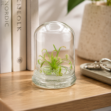 Load image into Gallery viewer, Live Drosera Capensis in glass terrarium – Maintenance-Free Carnivorous Plant, Unique Carnivorous Plant Terrarium Gift for Enthusiasts, Collectors, &amp; Nature Lovers
