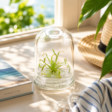 Load image into Gallery viewer, Live Drosera Capensis in glass terrarium – Maintenance-Free Carnivorous Plant, Unique Carnivorous Plant Terrarium Gift for Enthusiasts, Collectors, &amp; Nature Lovers
