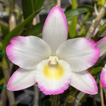 Load image into Gallery viewer, Dendrobium Hamana Lake 'Prism' Orchid, Fragrant Pink-Edged White Blooms, Compact Nobile Dendrobium, Blooming Size Orchid

