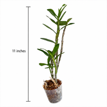 Load image into Gallery viewer, Dendrobium Hamana Lake 'Prism' Orchid, Fragrant Pink-Edged White Blooms, Compact Nobile Dendrobium, Blooming Size Orchid
