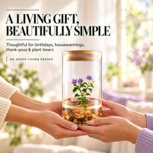 Load image into Gallery viewer, Tall-Dome Persian Violet Zero-Care Terrarium (Exacum affine)
