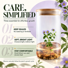 Load image into Gallery viewer, Tall-Dome Persian Violet Zero-Care Terrarium (Exacum affine)
